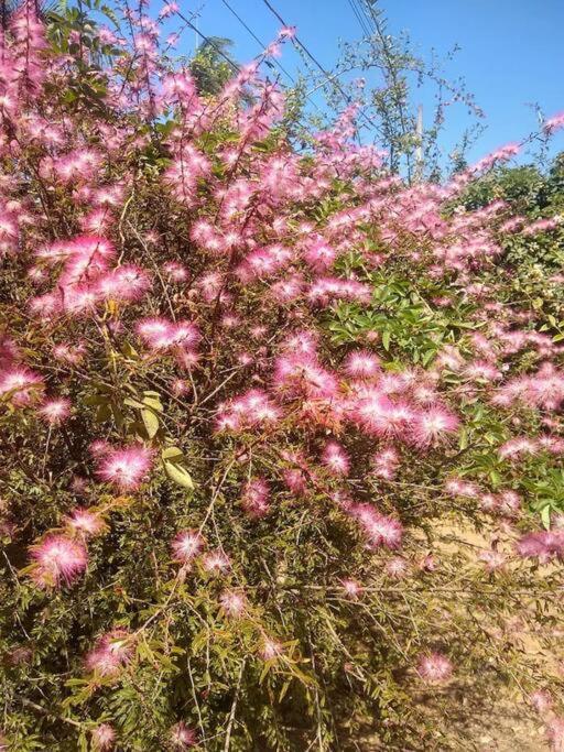 Chale Aconchegante Em Estancia Climatica Santo Antônio do Leite Eksteriør billede